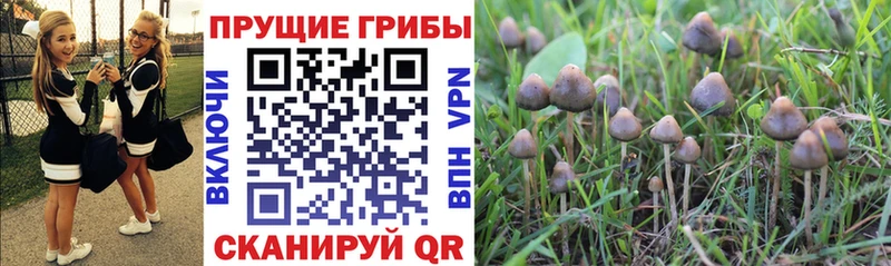 Псилоцибиновые грибы Cubensis  Купить  Кулебаки 